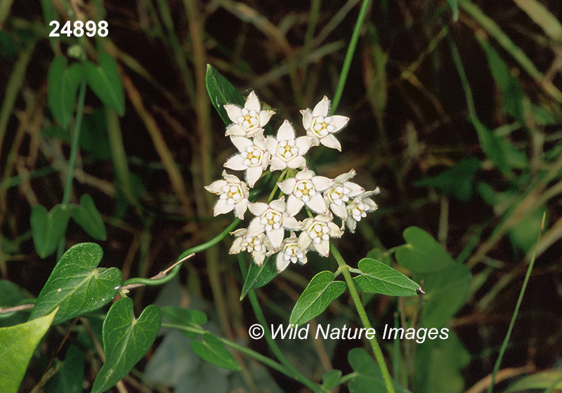 Sarcostemma cynanchoides southern twinevine